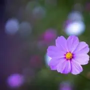 ルー