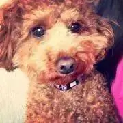 minnieの画像