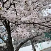 ＭＩの画像