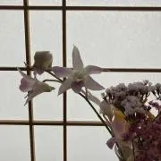 みみみの画像