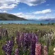 dnmの画像