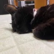 JINESの画像