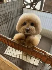 アネモネ