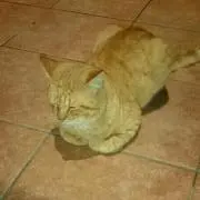 ギリー