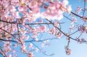 宇治抹茶が好きのyuの画像
