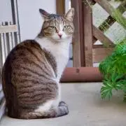 ニラ先輩の画像