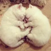 たまちゃんの画像