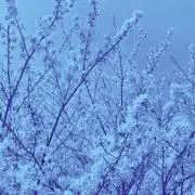 りらの画像