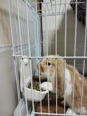 ヨッキー