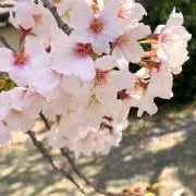 きびだんごの画像