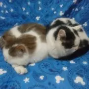 ゆぅ