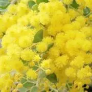 mimozaの画像