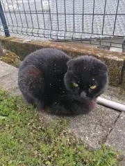 らむの画像
