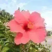 ❤︎Hawaii❤︎の画像
