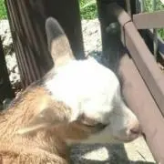 チャーリー君の画像