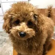 koa koaの画像