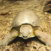 マキ