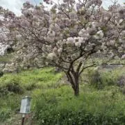 kunkun21の画像