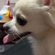 だいず