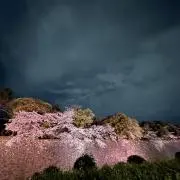 LSの画像
