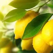 ☆ Lemon ☆の画像
