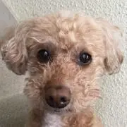 ゆきちの画像