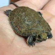 イチカ