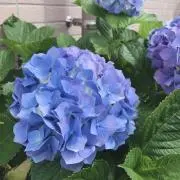 さやかの画像