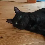 どらやきの画像