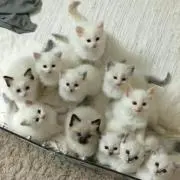 ねこの画像