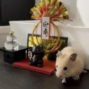 ウニ助の画像