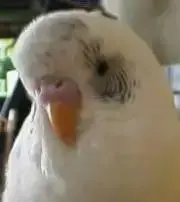Pの画像