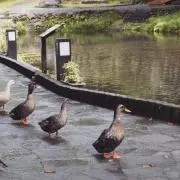 わさびの画像