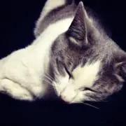 みみの画像