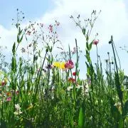 ysm【プロフ一読願います】の画像