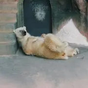 なつの画像