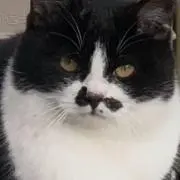 だっち