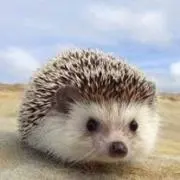 おかん