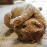 もっちゃんの画像