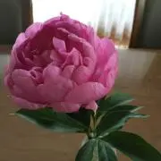 かおりんの画像
