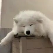 ユーザーの画像