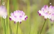 おいもの画像