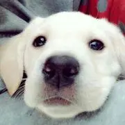 おもち