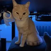 kazufreeの画像