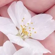 淡色紅茶の画像