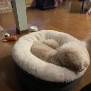 かおりんの画像