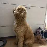すずき