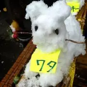 ワタの画像
