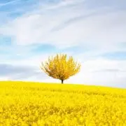 らちの画像