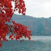 湖楓の画像